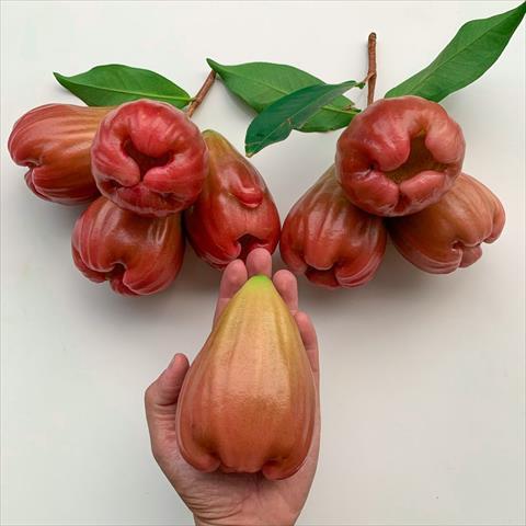 蓮霧 產品圖片（圖片編號 716255）