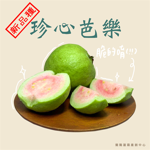 番石榴(芭樂) 產品圖片（圖片編號 716257）