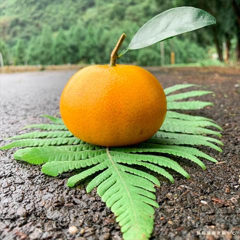 茂谷柑 產品圖片（圖片編號 716259）