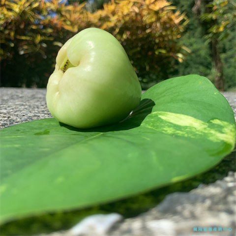 蓮霧 產品圖片（圖片編號 716260）