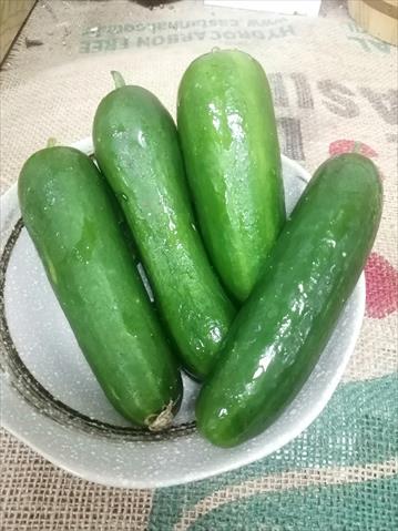 小黃瓜(花胡瓜) 產品圖片（圖片編號 716308）