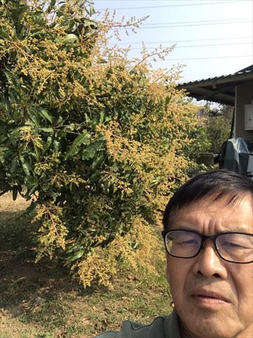 芒果 產品圖片（產品編號 527498）