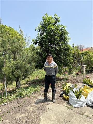 嘉寶果(樹葡萄) 產品圖片（產品編號 527561）