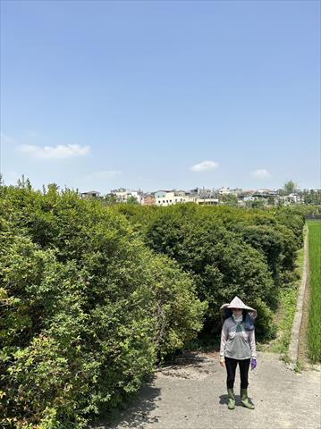嘉寶果(樹葡萄) 產品圖片（產品編號 527562）