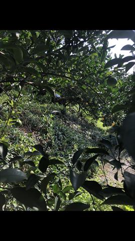 椪柑 產品圖片（圖片編號 717144）