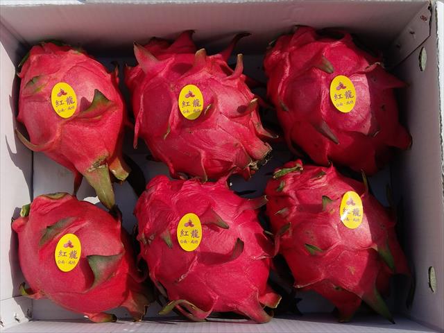 紅龍果 產品圖片（圖片編號 717597）