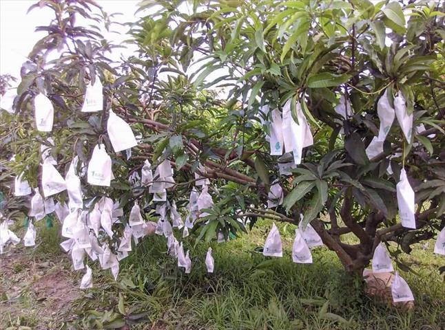 芒果 產品圖片（圖片編號 717676）