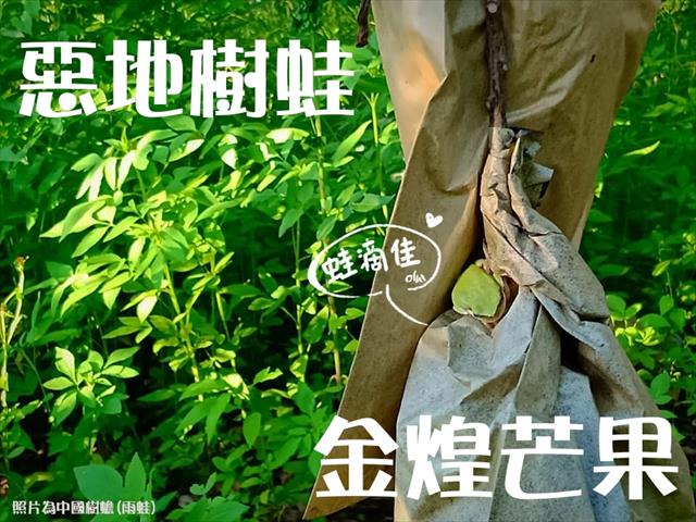 芒果 產品圖片（圖片編號 717677）