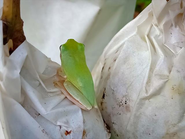 芒果 產品圖片（圖片編號 717678）