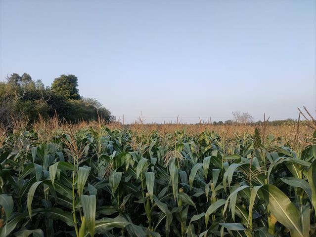 硬質玉米 產品圖片（產品編號 527764）