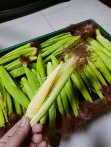 食用玉米(含玉米筍) 產品圖片（產品編號 527765）