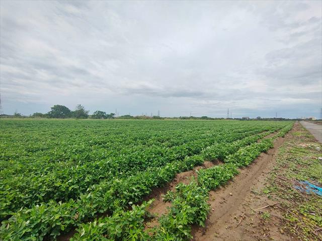 落花生 產品圖片（產品編號 527766）