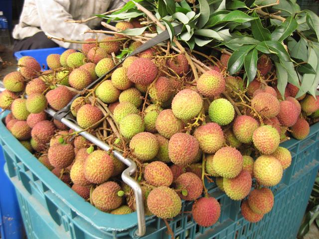 荔枝 產品圖片（圖片編號 718577）
