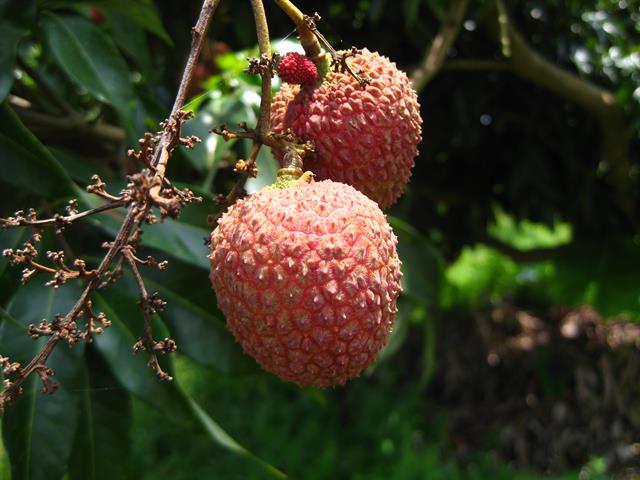 荔枝 產品圖片（圖片編號 718580）