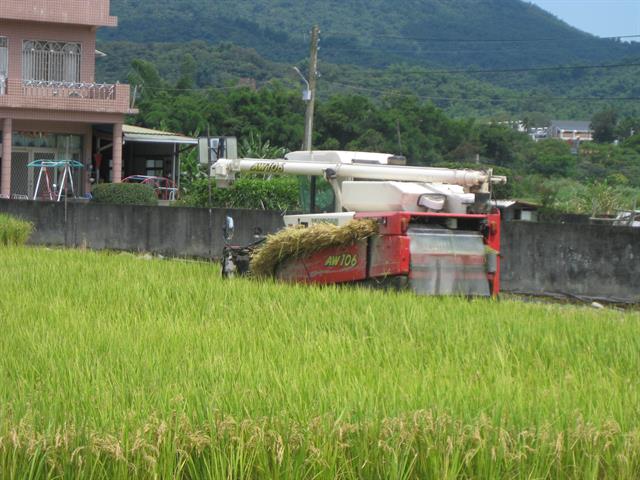 水稻 產品圖片（圖片編號 718582）