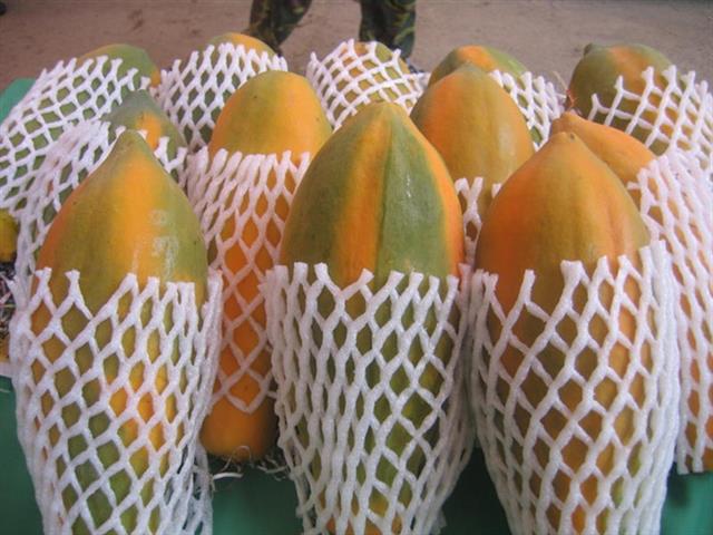 木瓜 產品圖片（圖片編號 718590）