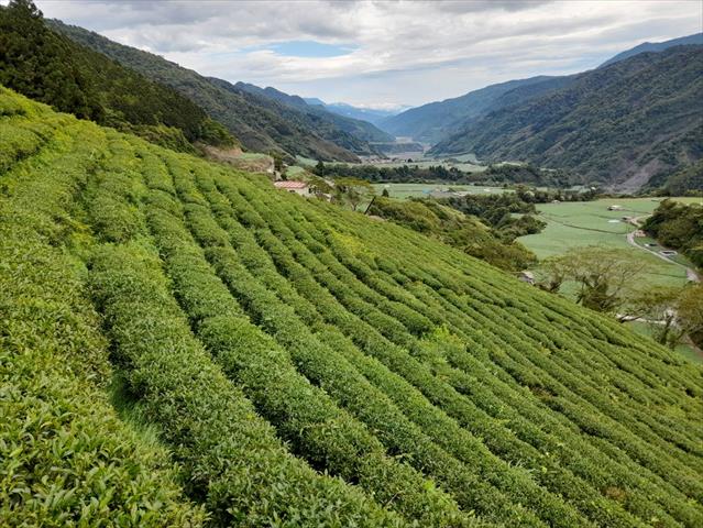 茶製品-茶 產品圖片（產品編號 528268）