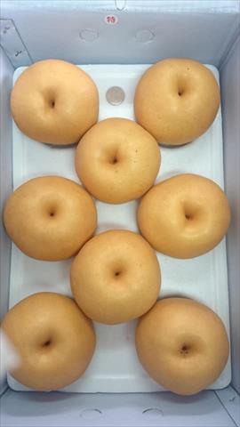 梨 產品圖片（產品編號 528295）