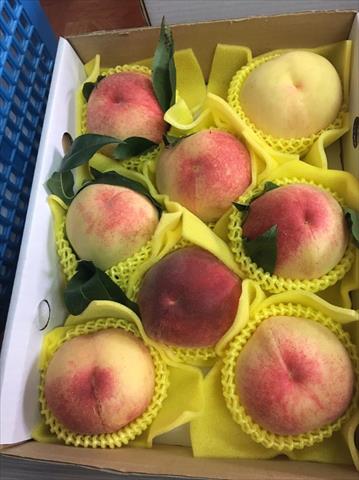 桃 產品圖片（圖片編號 719403）