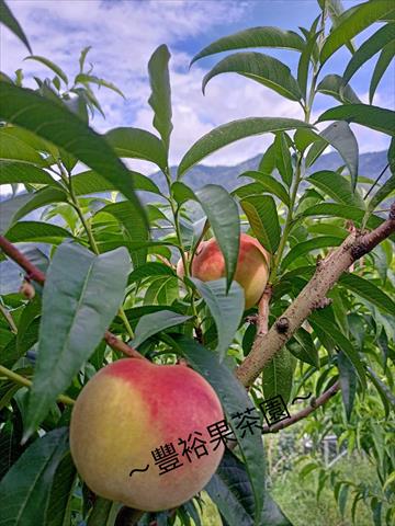 桃 產品圖片（圖片編號 719410）