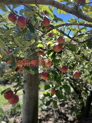 蘋果 產品圖片（產品編號 528296）