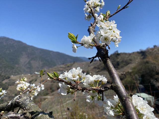 李 產品圖片（產品編號 522862）