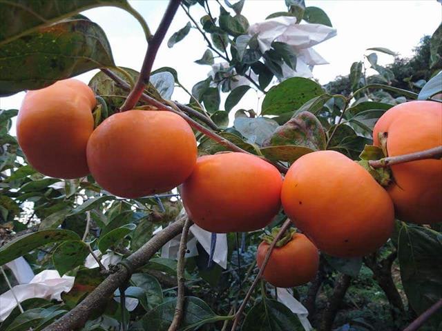 柿子 產品圖片（圖片編號 720071）