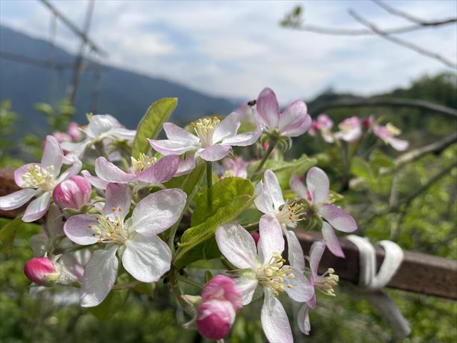 蘋果 產品圖片（產品編號 522861）