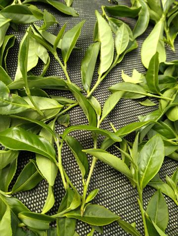 茶製品-茶 產品圖片（圖片編號 720946）