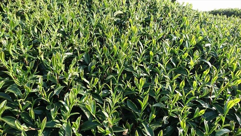 茶製品-茶 產品圖片（圖片編號 721336）
