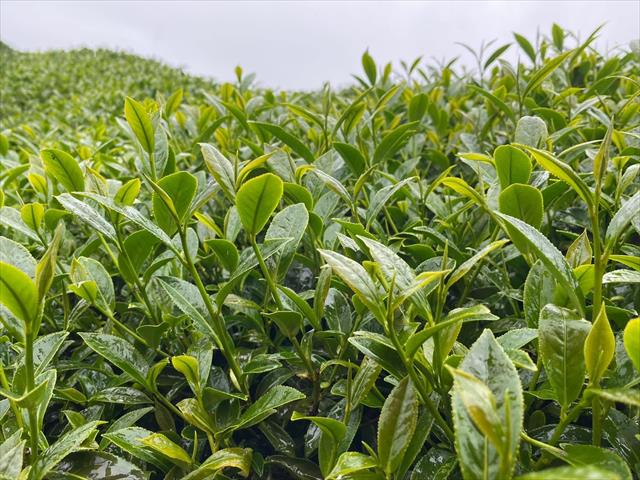 茶製品-茶 產品圖片（圖片編號 721337）