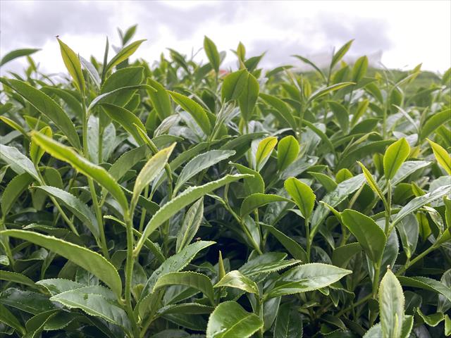 茶製品-茶 產品圖片（圖片編號 721338）