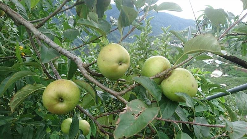 蘋果 產品圖片（圖片編號 721344）