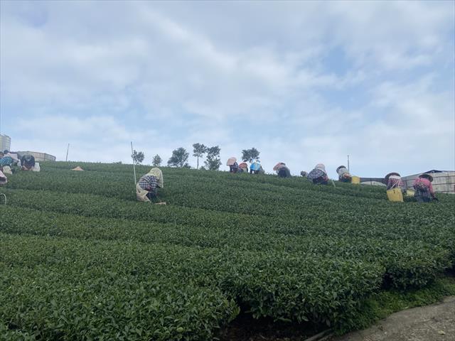 茶製品-茶 產品圖片（產品編號 528964）