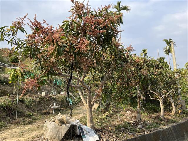 芒果 產品圖片（圖片編號 721678）