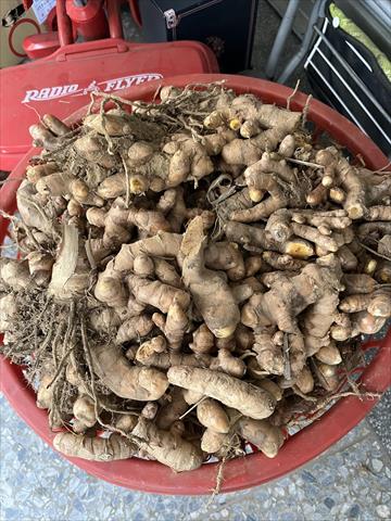 薑黃 產品圖片（圖片編號 721696）