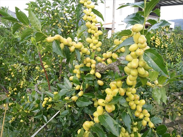 紅棗 產品圖片（產品編號 530263）