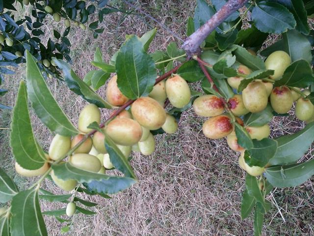 紅棗 產品圖片（圖片編號 723266）