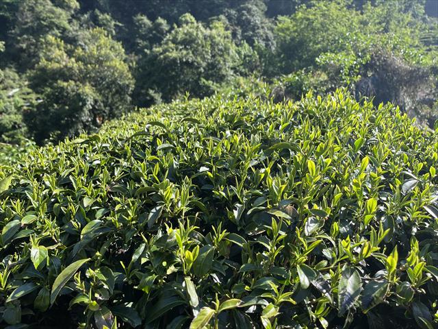 茶製品-茶 產品圖片（圖片編號 723393）