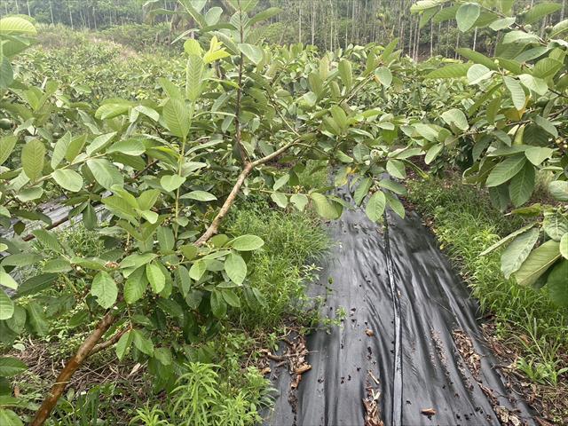 番石榴(芭樂) 產品圖片（產品編號 530487）