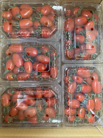 番茄(含小番茄) 產品圖片（產品編號 530489）