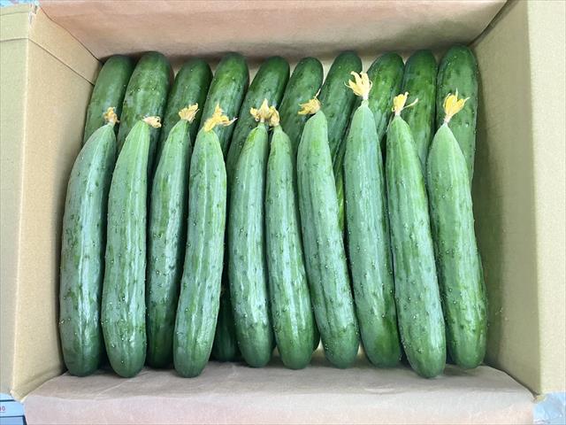 小黃瓜(花胡瓜) 產品圖片（產品編號 530488）