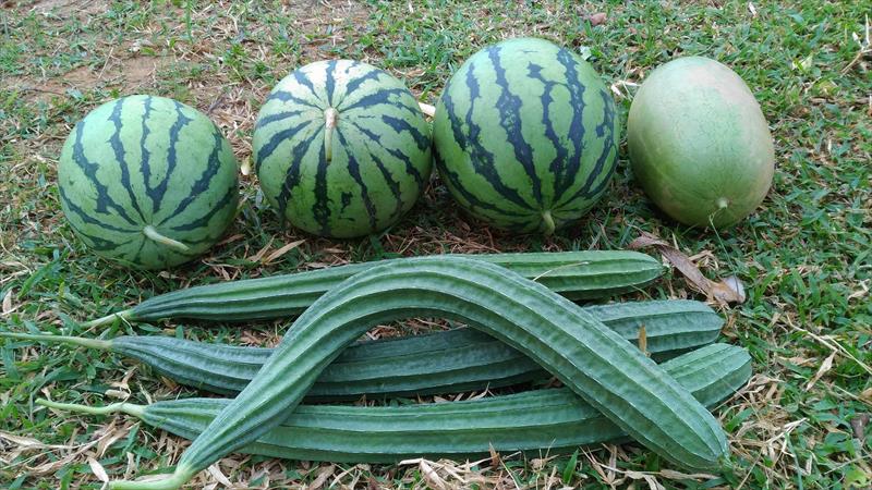 絲瓜 產品圖片（圖片編號 724241）