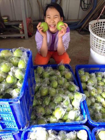 砂糖橘 產品圖片（圖片編號 724258）