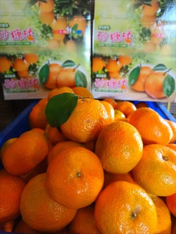 砂糖橘 產品圖片（產品編號 531108）