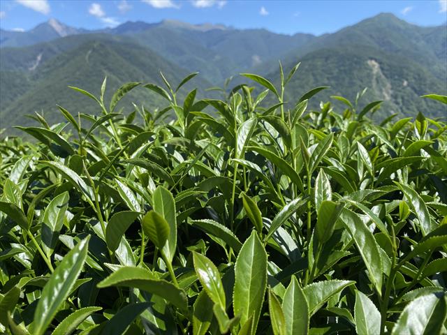 茶製品-茶 產品圖片（圖片編號 724271）
