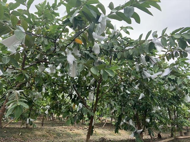 番石榴(芭樂) 產品圖片（圖片編號 726033）