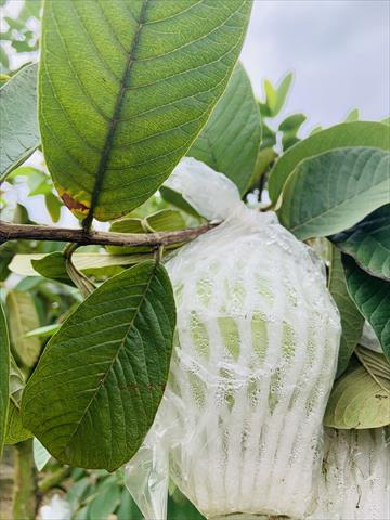 番石榴(芭樂) 產品圖片（產品編號 531422）