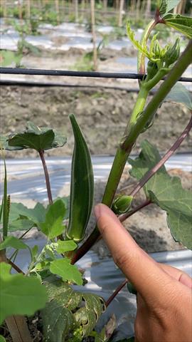 黃秋葵(羊角豆,秋葵) 產品圖片（圖片編號 726207）