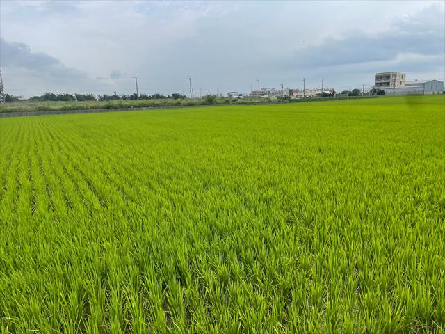 稉稻(白米或黑米) 產品圖片（圖片編號 726209）